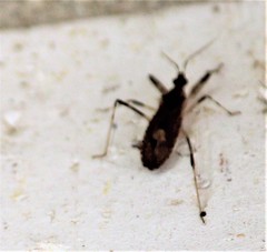 Rocconota annulicornis