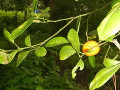 Citrus × microcarpa