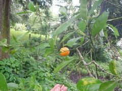 Citrus × microcarpa