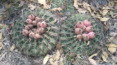 Ferocactus macrodiscus macrodiscus