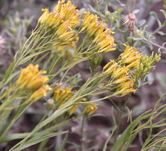 Petradoria pumila