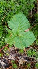 Rubus lasiococcus
