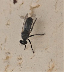 Atomosia puella
