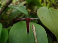 Pleurothallis index
