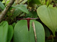 Pleurothallis index