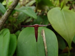 Pleurothallis index