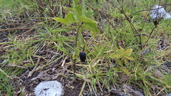 Lycianthes ciliolata