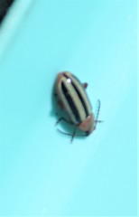 Disonycha leptolineata