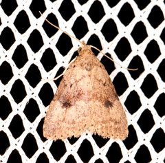 Tolpiodes oligolasia