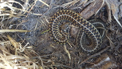 Thamnophis bogerti