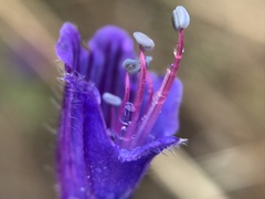 Echium tuberculatum