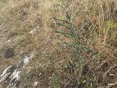 Echium tuberculatum