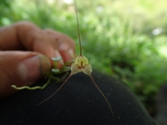 Masdevallia