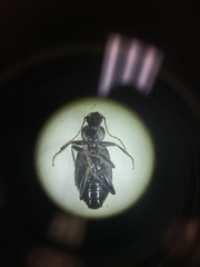 Platynus mannerheimii