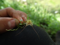 Masdevallia