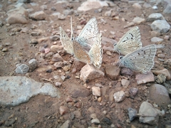 Polyommatus albicans