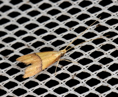 Crocanthes prasinopis