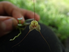 Masdevallia