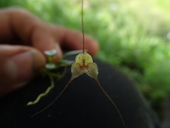 Masdevallia