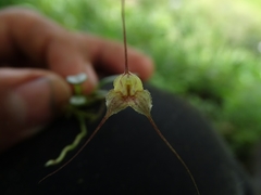 Masdevallia