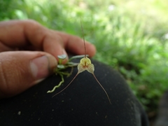 Masdevallia