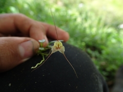 Masdevallia
