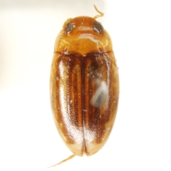 Neobidessus pullus