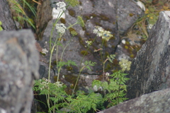 Conioselinum