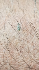 Teliapsocus conterminus