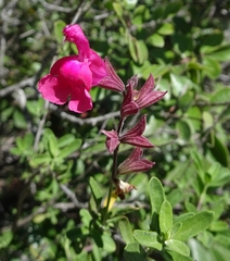 Salvia greggii