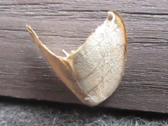 Pseudalbara parvula