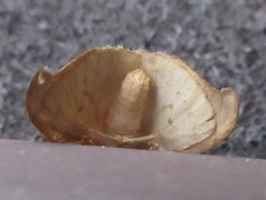 Pseudalbara parvula