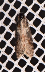 Lepidoscia heliochares