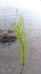 Equisetum palustre