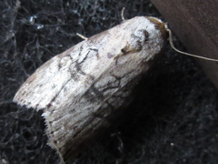 Bryophilina mollicula