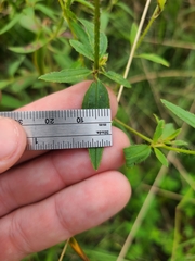 Rhexia mariana mariana