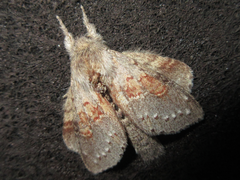 Stauropus basalis