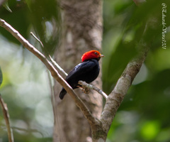 Ceratopipra rubrocapilla