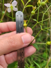 Rhexia mariana mariana