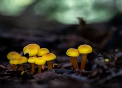 Hygrocybe parvula