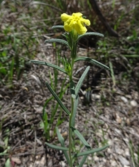 Lithospermum mirabile