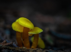 Hygrocybe parvula