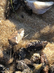 Podisus serieventris