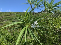 Plumeria alba