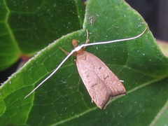 Lecitholaxa thiodora