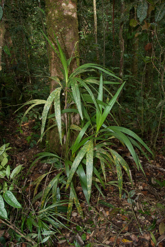 Linospadix albertisianus in life