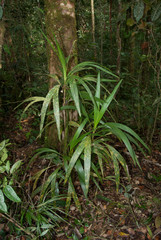 Linospadix albertisianus