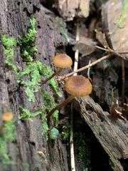 Galerina triscopa