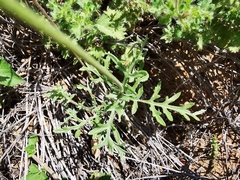 Ratibida peduncularis