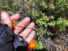 Ratibida peduncularis